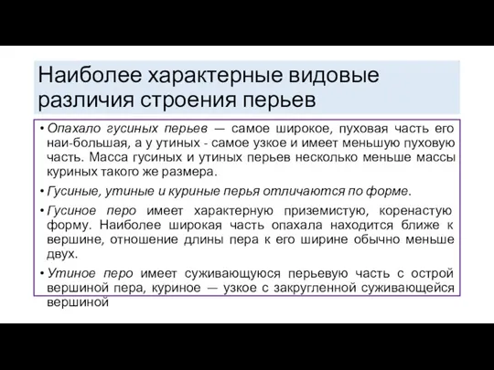 Опахало гусиных перьев — самое широкое, пуховая часть его наи-большая, а у