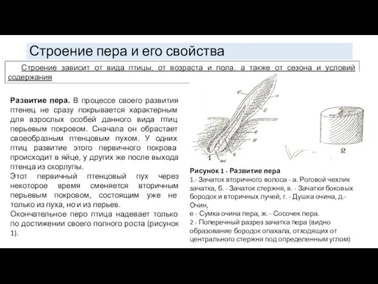 Строение пера и его свойства Строение зависит от вида птицы, от возраста