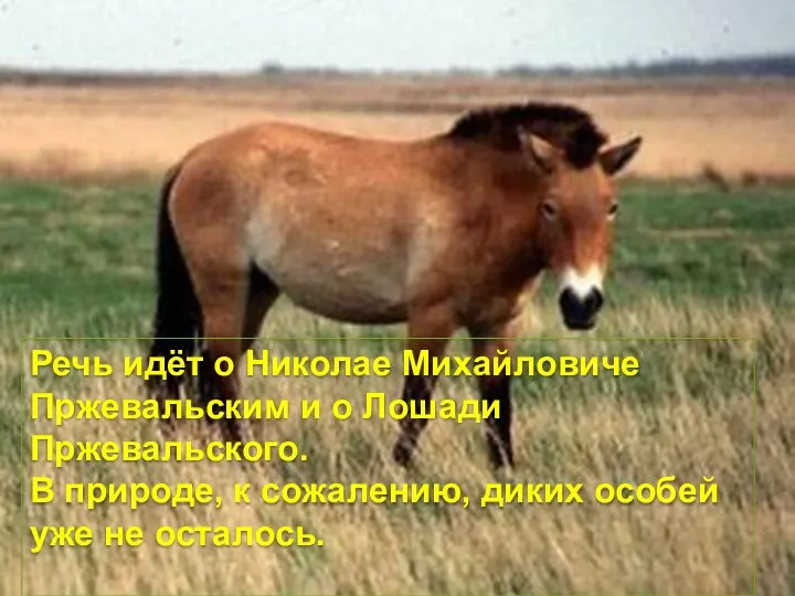 Речь идёт о Николае Михайловиче Пржевальским и о Лошади Пржевальского. В природе,