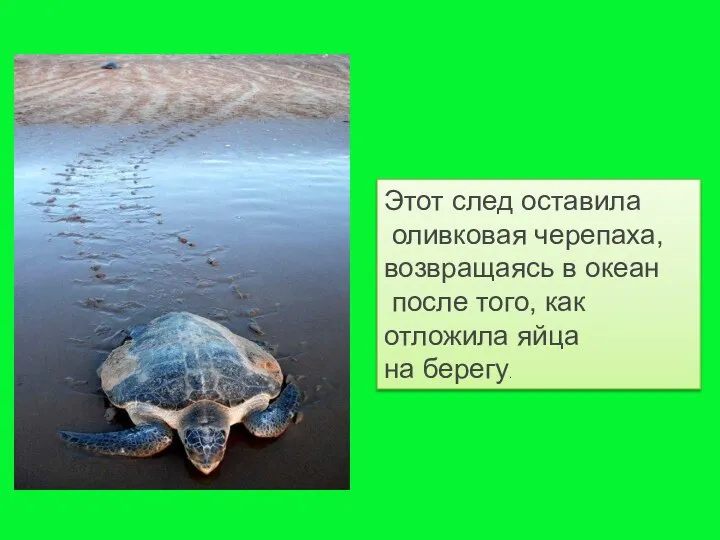 Этот след оставила оливковая черепаха, возвращаясь в океан после того, как отложила яйца на берегу.