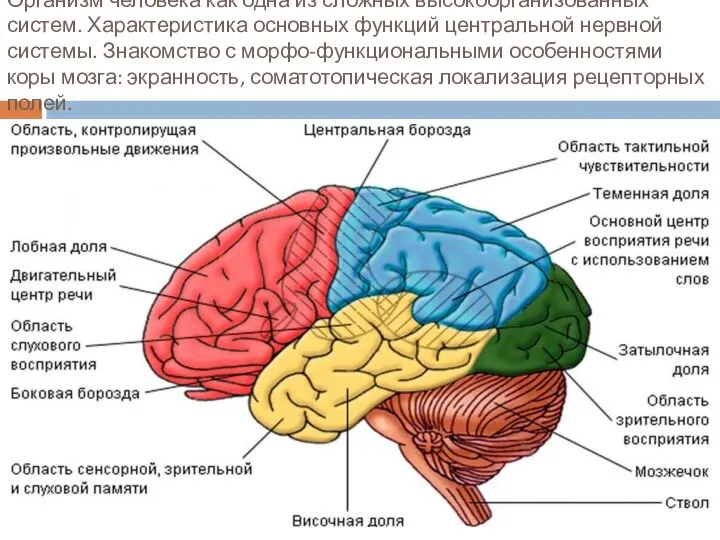 Организм человека как одна из сложных высокоорганизованных систем. Характеристика основных функций центральной