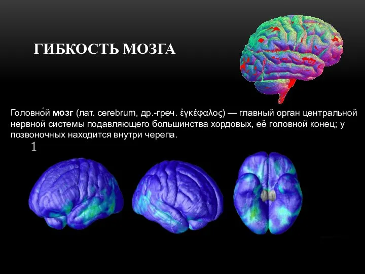 ГИБКОСТЬ МОЗГА Головно́й мозг (лат. cerebrum, др.-греч. ἐγκέφαλος) — главный орган центральной
