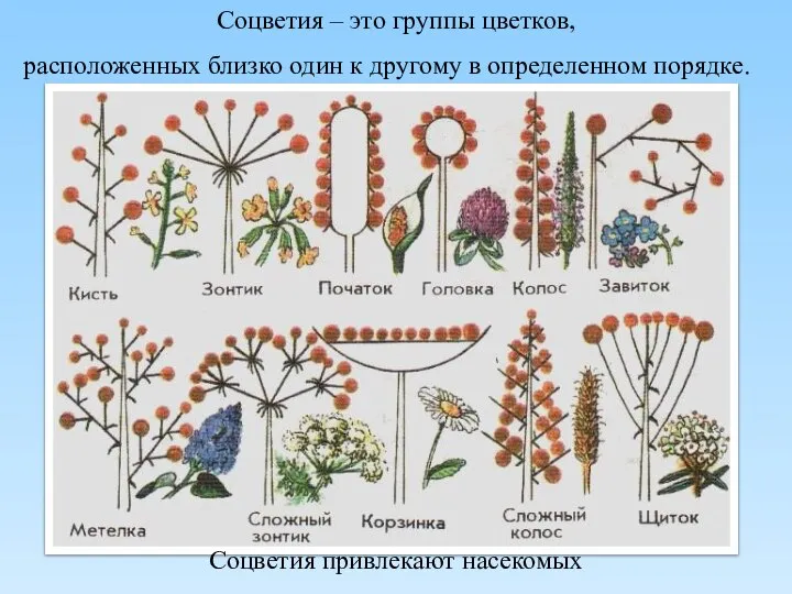 Соцветия – это группы цветков, расположенных близко один к другому в определенном порядке. Соцветия привлекают насекомых