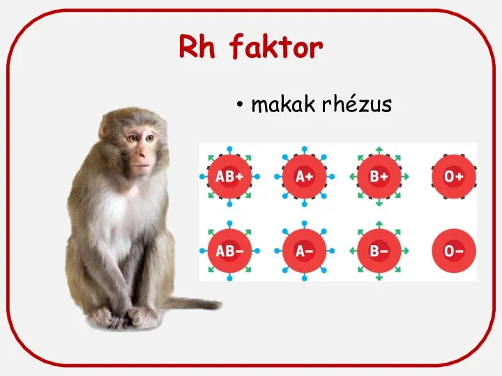 Rh faktor makak rhézus