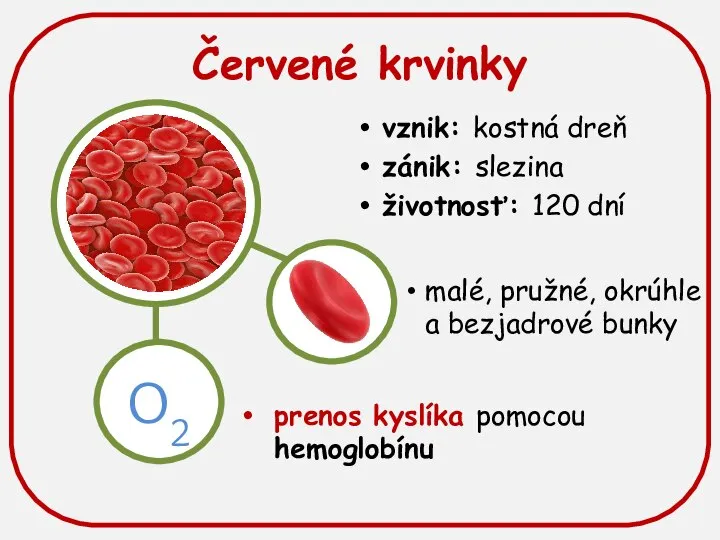 Červené krvinky O2 vznik: kostná dreň zánik: slezina životnosť: 120 dní prenos