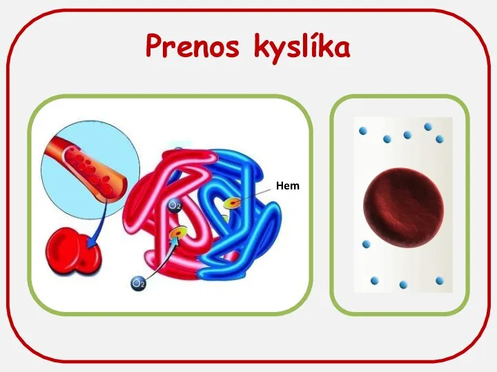 Prenos kyslíka Hem