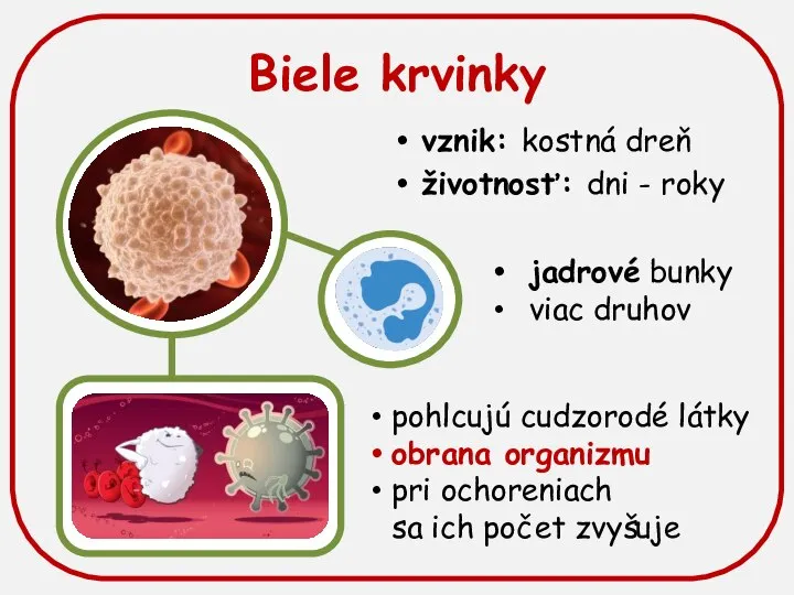 Biele krvinky vznik: kostná dreň životnosť: dni - roky jadrové bunky viac