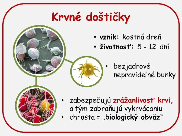 Krvné doštičky vznik: kostná dreň životnosť: 5 - 12 dní bezjadrové nepravidelné