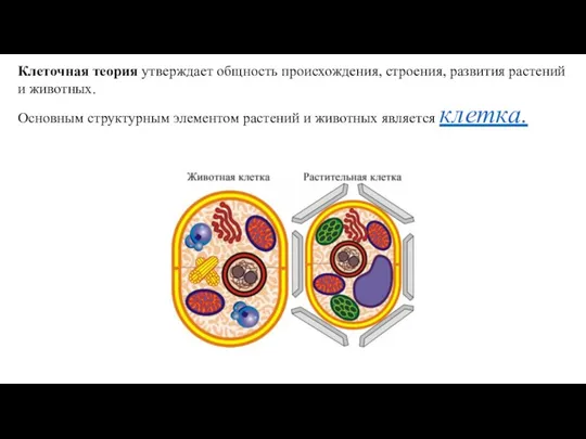 Клеточная теория утверждает общность происхождения, строения, развития растений и животных. Основным структурным