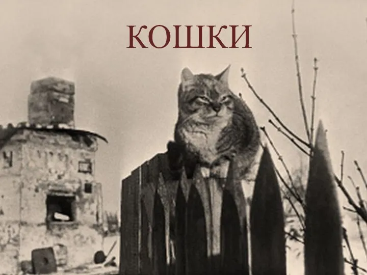 КОШКИ