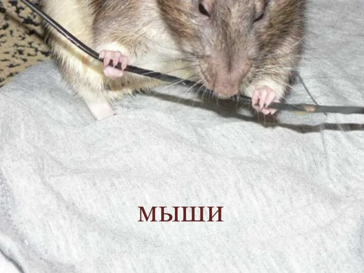 мыши