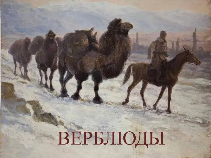 ВЕРБЛЮДЫ