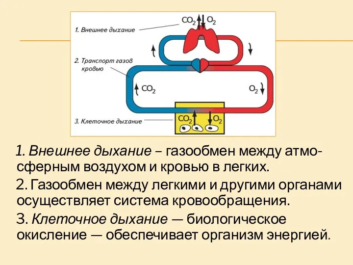 1. Внешнее дыхание – газообмен между атмо-сферным воздухом и кровью в легких.