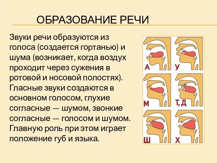 ОБРАЗОВАНИЕ РЕЧИ Звуки речи образуются из голоса (создается гортанью) и шума (возникает,