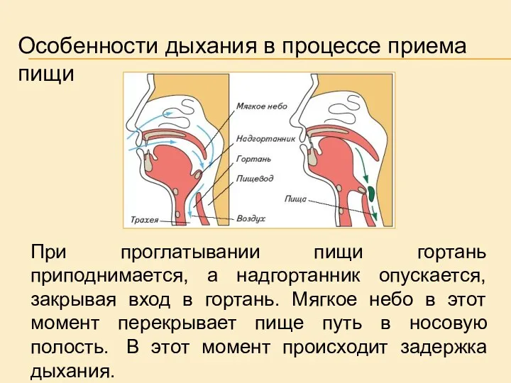 Особенности дыхания в процессе приема пищи