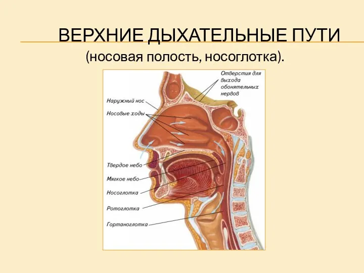 ВЕРХНИЕ ДЫХАТЕЛЬНЫЕ ПУТИ (носовая полость, носоглотка).