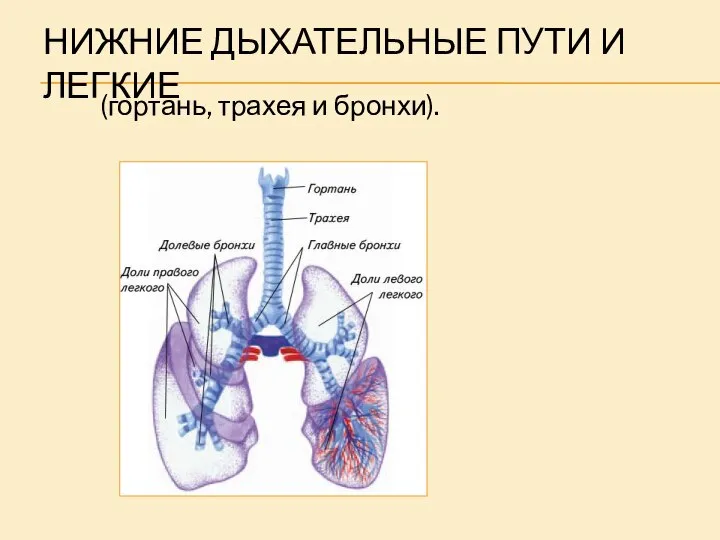 НИЖНИЕ ДЫХАТЕЛЬНЫЕ ПУТИ И ЛЕГКИЕ (гортань, трахея и бронхи).