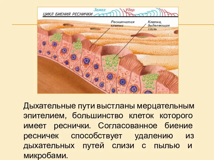 Дыхательные пути выстланы мерцательным эпителием, большинство клеток которого имеет реснички. Согласованное биение