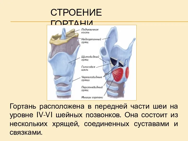 СТРОЕНИЕ ГОРТАНИ Гортань расположена в передней части шеи на уровне IV-VI шейных