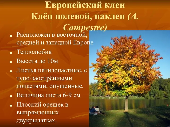 Европейский клен Клён полевой, паклен (А. Campestre) Расположен в восточной, средней и