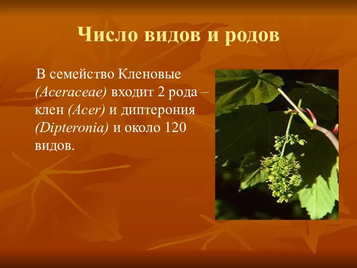 Число видов и родов В семейство Кленовые (Aceraceae) входит 2 рода –