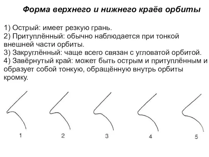 Форма верхнего и нижнего краёв орбиты 1) Острый: имеет резкую грань. 2)