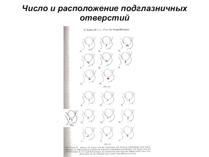 Число и расположение подглазничных отверстий