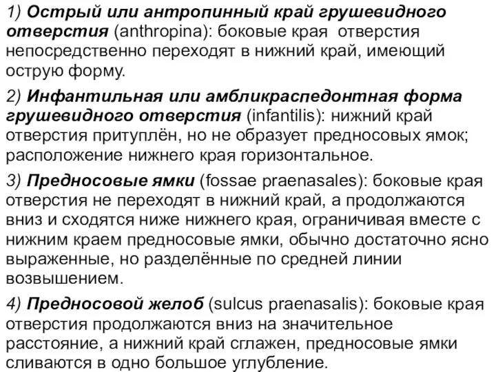 1) Острый или антропинный край грушевидного отверстия (anthropina): боковые края отверстия непосредственно