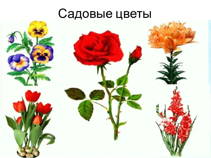 Садовые цветы