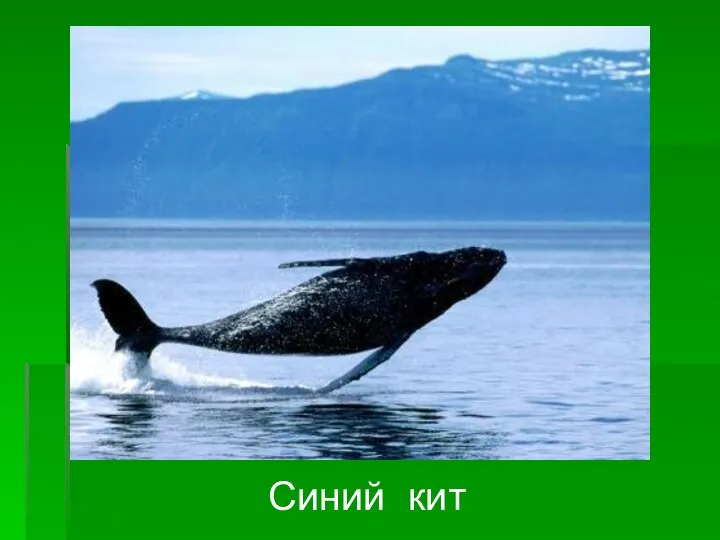 Синий кит