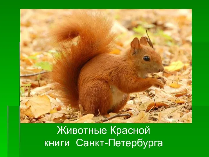 Животные Красной книги Санкт-Петербурга