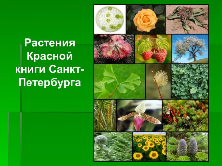 Растения Красной книги Санкт-Петербурга