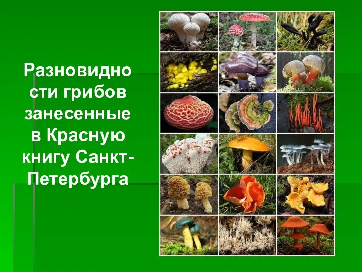 Разновидности грибов занесенные в Красную книгу Санкт-Петербурга