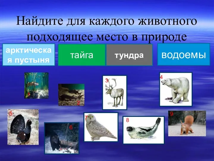 Найдите для каждого животного подходящее место в природе тундра тайга водоемы арктическая