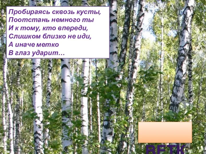 ВЕТКА Пробираясь сквозь кусты, Поотстань немного ты И к тому, кто впереди,