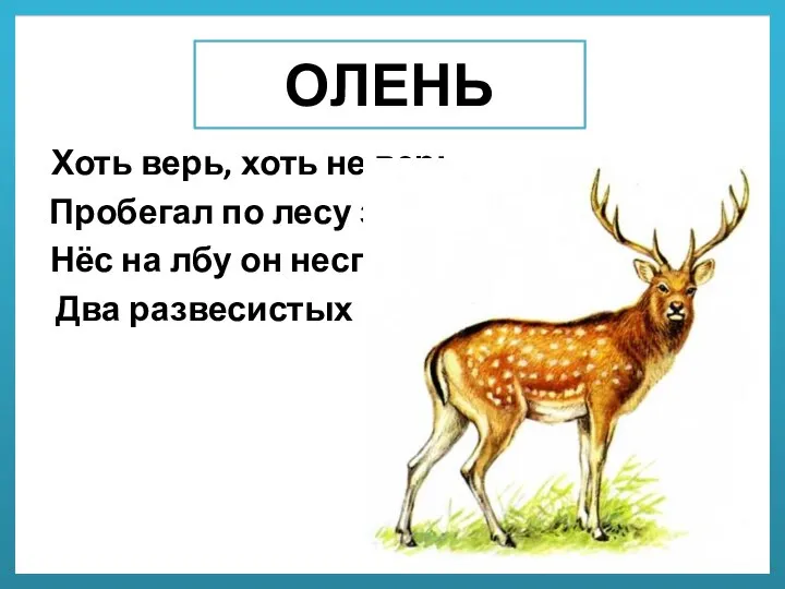 ОЛЕНЬ Хоть верь, хоть не верь: Пробегал по лесу зверь. Нёс на