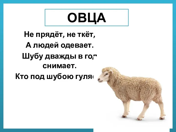 ОВЦА Не прядёт, не ткёт, А людей одевает. Шубу дважды в год