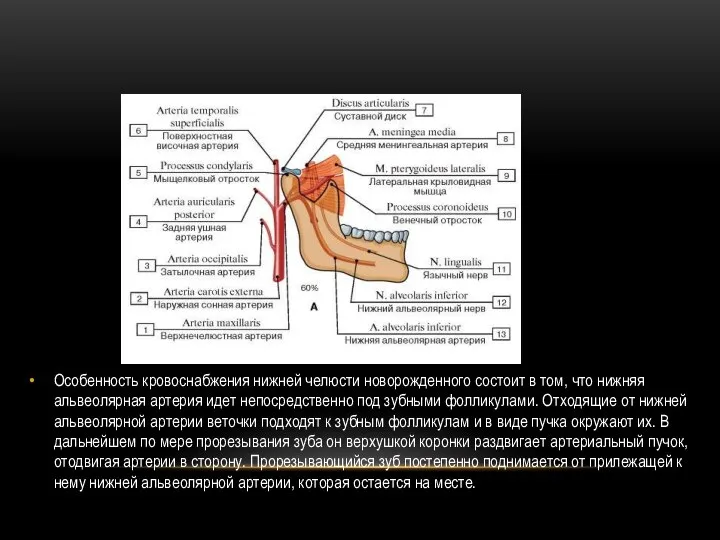 Особенность кровоснабжения нижней челюсти новорожденного состоит в том, что нижняя альвеолярная артерия