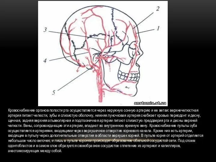 Кровоснабжение органов полости рта осуществляется через наружную сонную артерию и ее ветви: