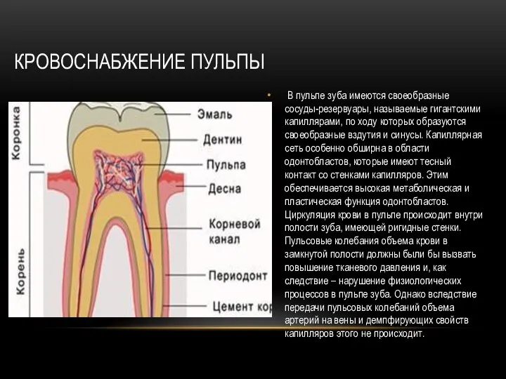 КРОВОСНАБЖЕНИЕ ПУЛЬПЫ В пульпе зуба имеются своеобразные сосуды-резервуары, называемые гигантскими капиллярами, по