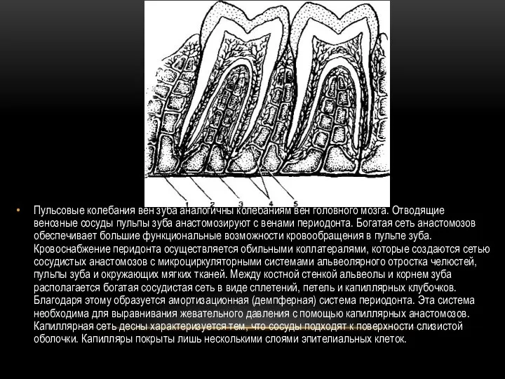 Пульсовые колебания вен зуба аналогичны колебаниям вен головного мозга. Отводящие венозные сосуды