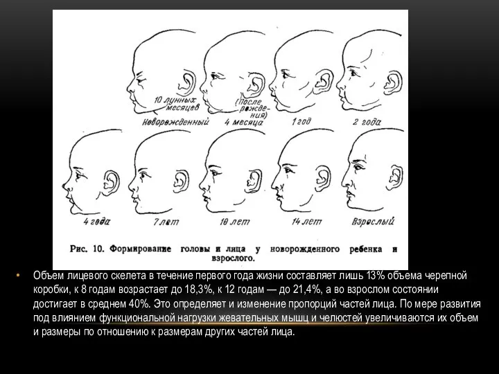 Объем лицевого скелета в течение первого года жизни составляет лишь 13% объема
