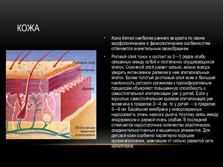КОЖА Кожа детей наиболее раннего возраста по своим морфологическим и физиологическим особенностям