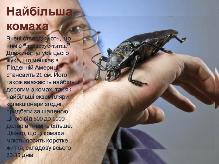 Найбільша комаха Вчені стверджують, що ним є “дроворуб-титан”. Довжина тулуба цього жука,