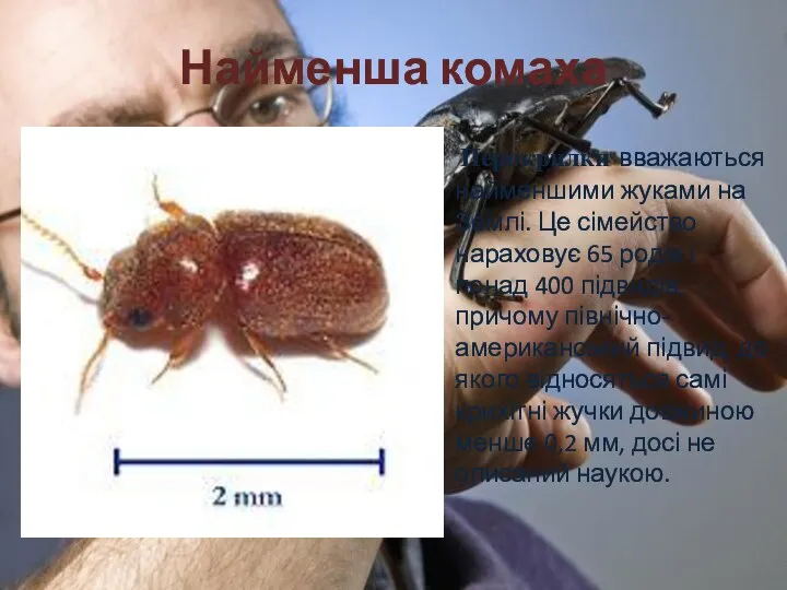 Найменша комаха Перокрилки вважаються найменшими жуками на Землі. Це сімейство нараховує 65