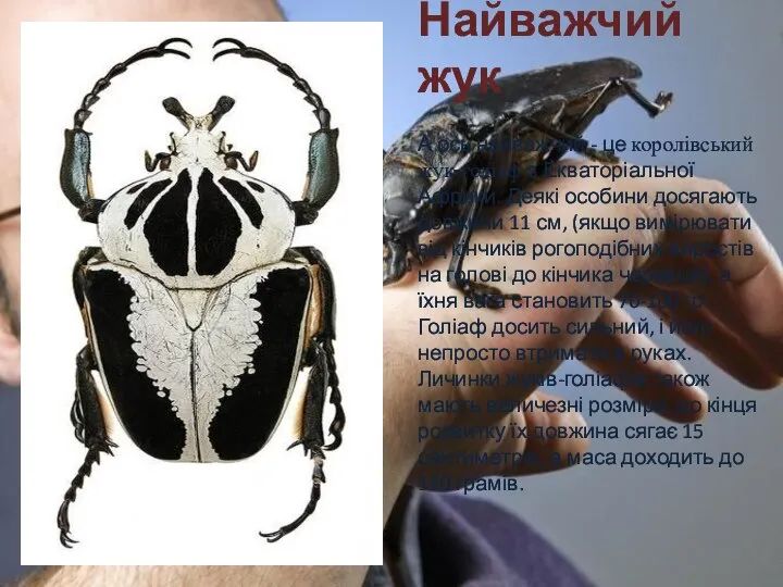 Найважчий жук А ось найважчий - це королівський жук-голіаф з Екваторіальної Африки.