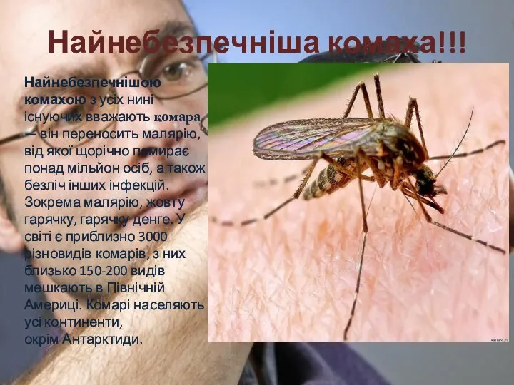 Найнебезпечніша комаха!!! Найнебезпечнішою комахою з усіх нині існуючих вважають комара — він