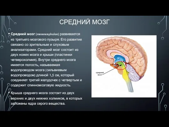 СРЕДНИЙ МОЗГ Средний мозг (mesencephalon) развивается из третьего мозгового пузыря. Его развитие