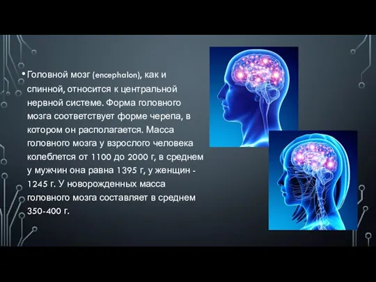 Головной мозг (encephalon), как и спинной, относится к центральной нервной системе. Форма