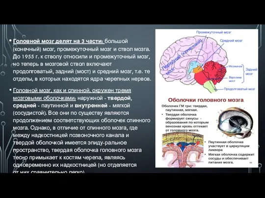 Головной мозг делят на 3 части: большой (конечный) мозг, промежу­точный мозг и